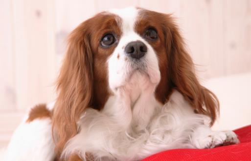 种必不可少的水果,对于猫咪来说,水果摄入同样特别重要