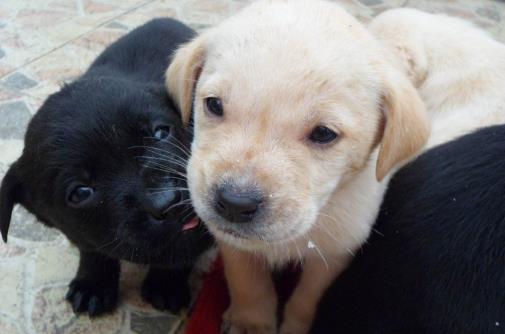 不要有这4个习惯,伤害狗狗身体的同时,还可能缩短它们生