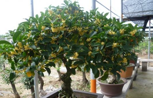 盆栽桂花的养殖方法-很美的