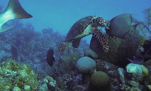 乌龟还有这样几个冷知识,你听说过吗