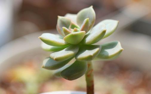 养护娇憨可爱的肉肉植物们 肉肉护理方法大全-很美的