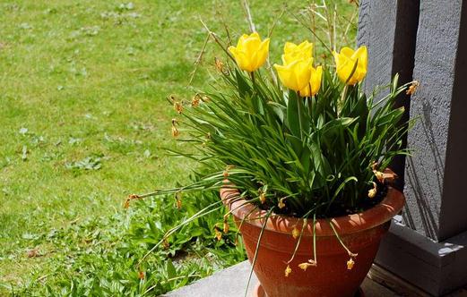 盆栽郁金香的种植方法-很美的