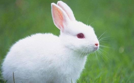 素食动物恐怖吃肉记 素食动物本质太弱而吃不到肉-很美的