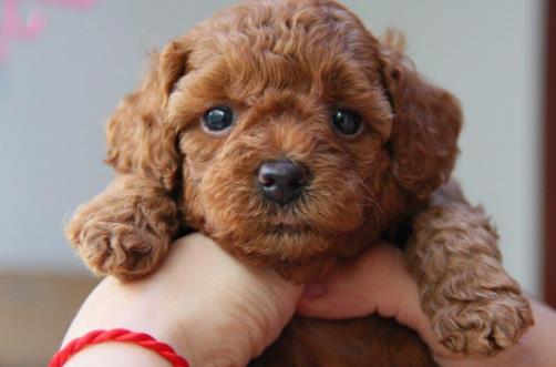 狗狗并不总是想喜欢被抚摸,在这三个场合,碰一下它都会发怒!