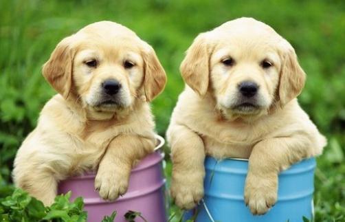 养宠物狗需要办理哪些手续?-很美的