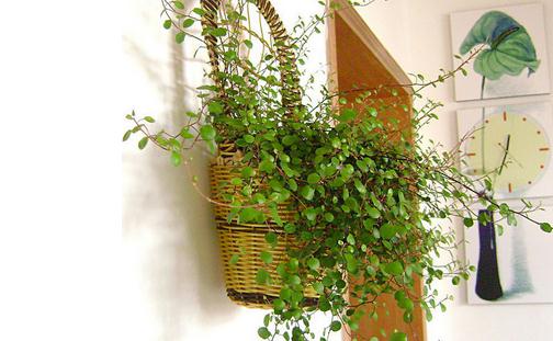 教你如何养殖千叶吊兰-很美的