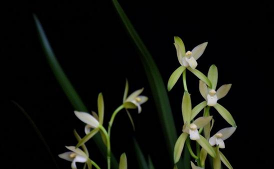 家养的兰花应该如何种植-很美的