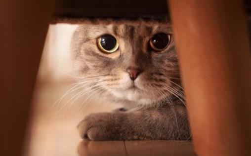 猫咪被被吓着铲屎官别坐视不管 要学会正确安抚方式-很美的