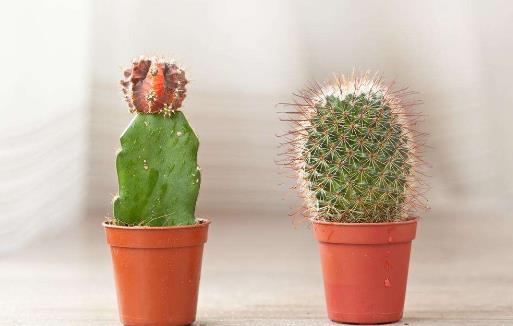 仙人掌竟然不是防辐射小卫士?-很美的