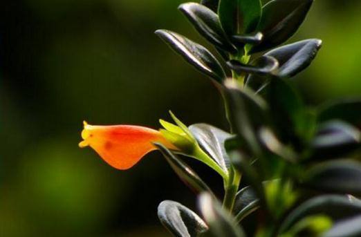 金鱼吊兰什么时候才会开花-很美的