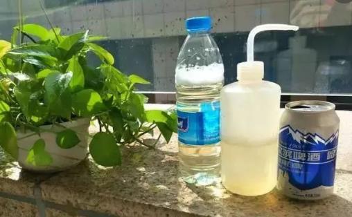 养花小技巧 啤酒擦拭叶片会更加翠绿并富有光泽-很美的