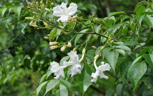 家庭养花 幸福树的养护及叶子变黄解决办法-很美的