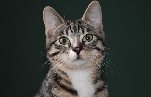 对于猫狗来说必不可少的水果 水果摄入同样特别重要-很美的