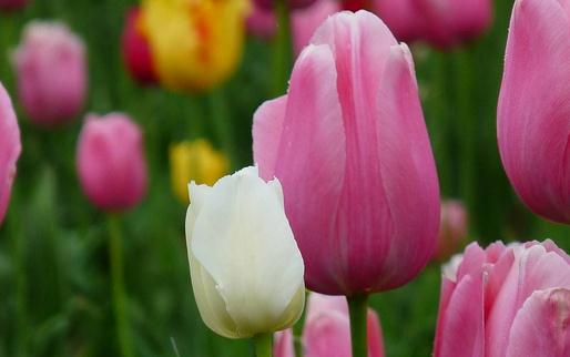 家里不适合养什么花草?-很美的