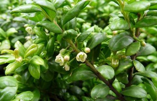 龟甲冬青的养殖方法-很美的