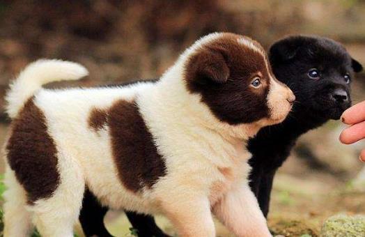 正确喂养幼犬的方法及养狗一些注意事项-很美的