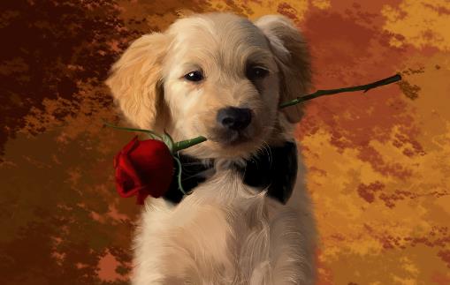 狗的不同姿态所表达的情绪 看懂狗尾表达的情绪-很美的