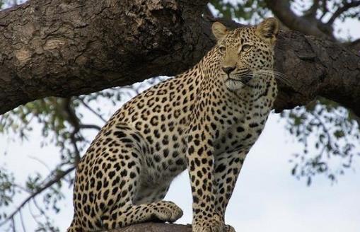 豹子的家族成员:原来豹子还分这么多类型