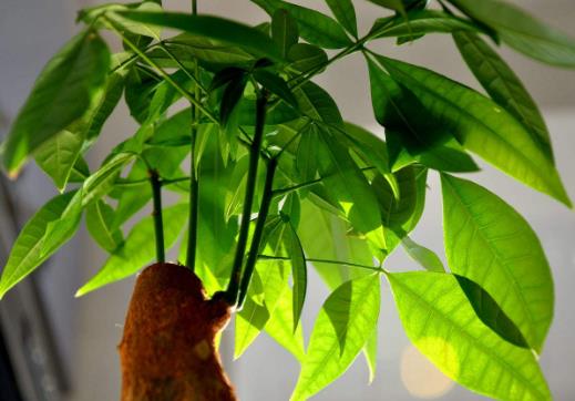 发财树小盆栽怎么养 发财树小盆栽的养殖方法-很美的