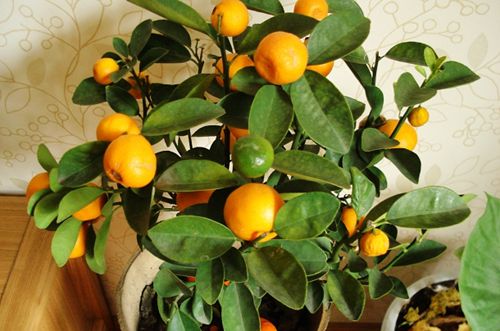 给小桔子树剪枝的方法-很美的