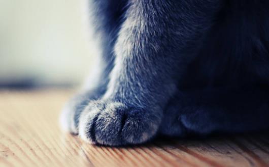 扒一扒猫爪的小秘密 杀机藏在肉垫里-很美的