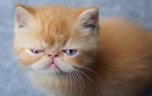 猫咪总会在家门口等主人 你是它的唯一喵生伴侣-很美的