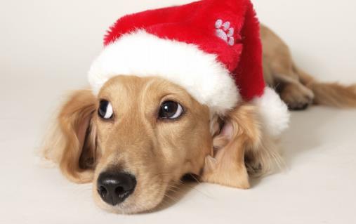 种必不可少的水果,对于猫咪来说,水果摄入同样特别重要