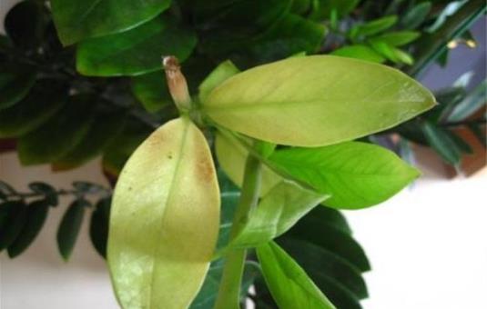 金钱树叶子发黄怎么办 根部很容易因为积水而腐烂-很美的