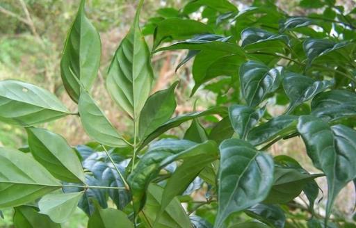 家庭养花:幸福树的冬季养护