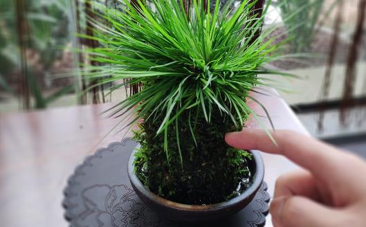 植物栽种之前给土壤进行消毒 家庭养花土壤消毒的方法-很美的