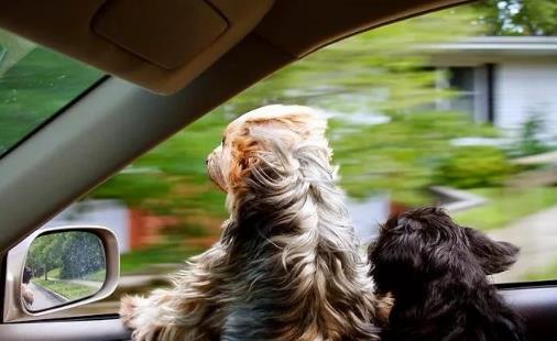 春季带狗狗坐车出行 训练狗狗不晕车的方法大全-很美的