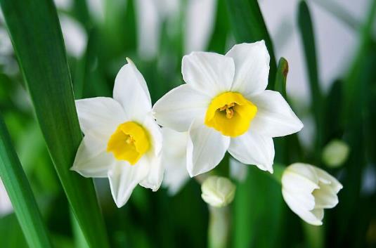 水仙花有毒吗 水仙花能放在卧室内吗-很美的