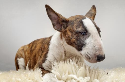 不要这样养狗,狗狗老去的速度,铲屎官再也追不上了