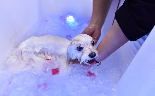 铲屎官没有留意到的小细节,让狗狗倍感难受的同时,还容