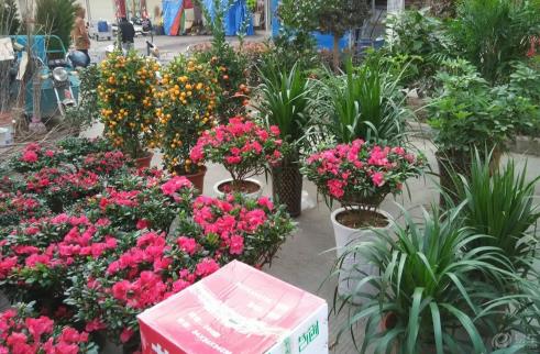 厨房剩菜不要扔摇身一变为盆花肥料 简直好用极了-很美的