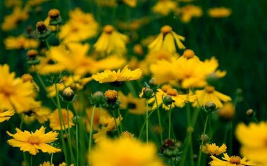 春季养花注意事项和花卉的春季管理-很美的