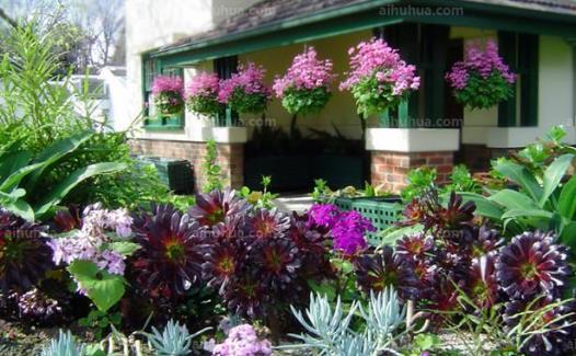 室内养花的技巧 居家室内适合养什么花-很美的