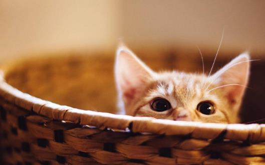 猫爪子上秘密知识 喵喵的肉球是有味道的-很美的