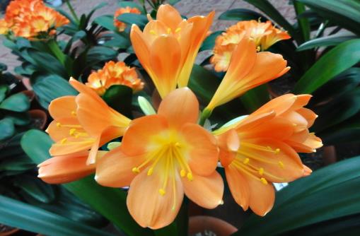 室内养君子兰七八月讲究多 养殖君子兰注意事项-很美的