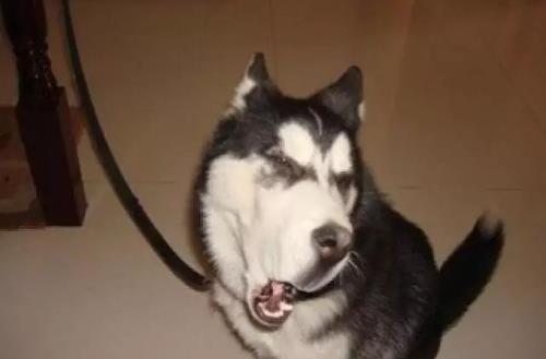 只有铲屎官才了解的快乐 容易躺枪的养狗错误观念-很美的