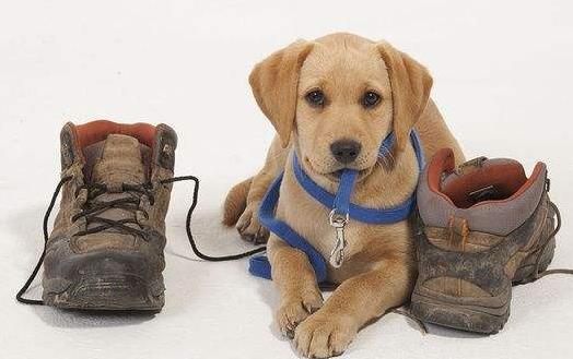 狗狗乱咬鞋子 原来是好奇心在作怪-很美的