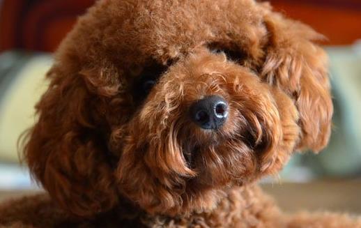 泰迪犬小巧可爱萌化内心 养泰迪必须具备的条件-很美的