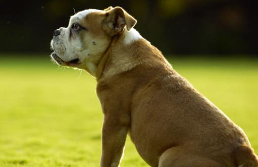 狗狗呕吐 狗狗呕吐腹泻治疗方法-很美的