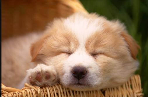 狗狗行为看上去奇怪,其实是在表达对我们的爱