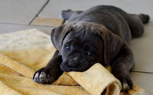 不要有这4个习惯,伤害狗狗身体的同时,还可能缩短它们生