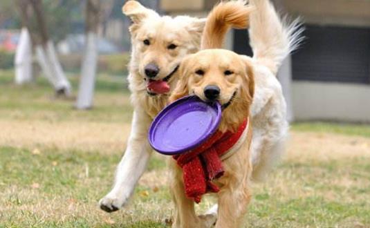 与狗狗互动交流感情的技巧 互动训练因犬制宜-很美的