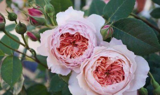 养花方法技巧大全 家庭养花的水肥光土四大要点总结-很美的