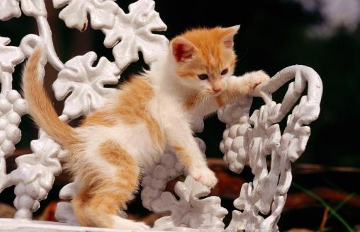 猫咪被吓着以后,铲屎官别坐视不管,有这4种安抚方式