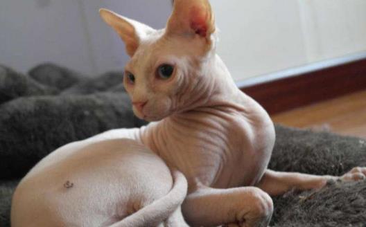 无毛猫不是真的无毛 不能让猫毛过敏者实现养猫愿望-很美的