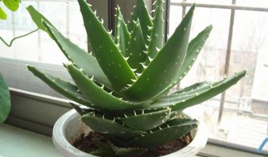 芦荟移植分株的方法-很美的